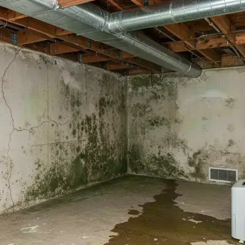 Professional Mold Removal in Gunbarrel, CO